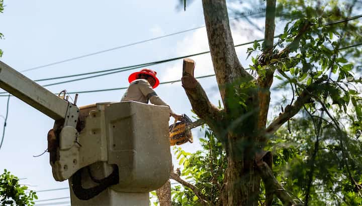 Tree care and maintenance services in Oregon City