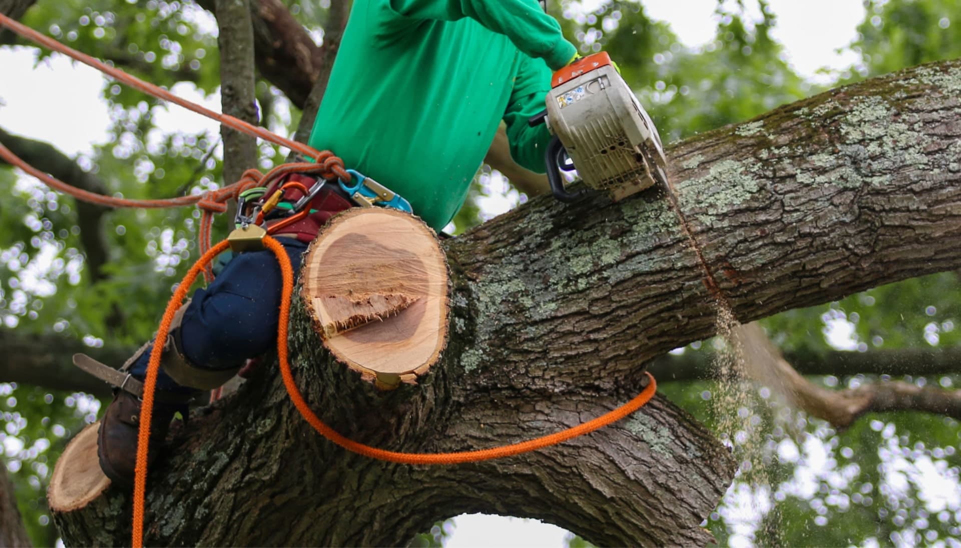 Shed your worries away with best tree removal in Oregon City
