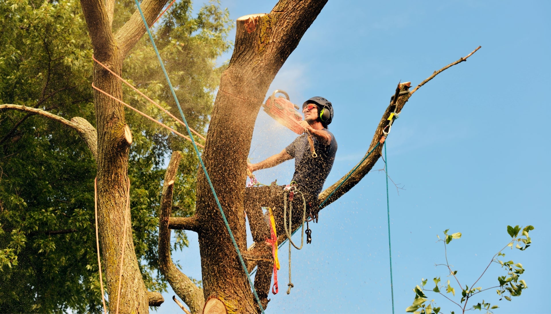 Get rid of tree problems with the expert tree removal contractors in Oregon City