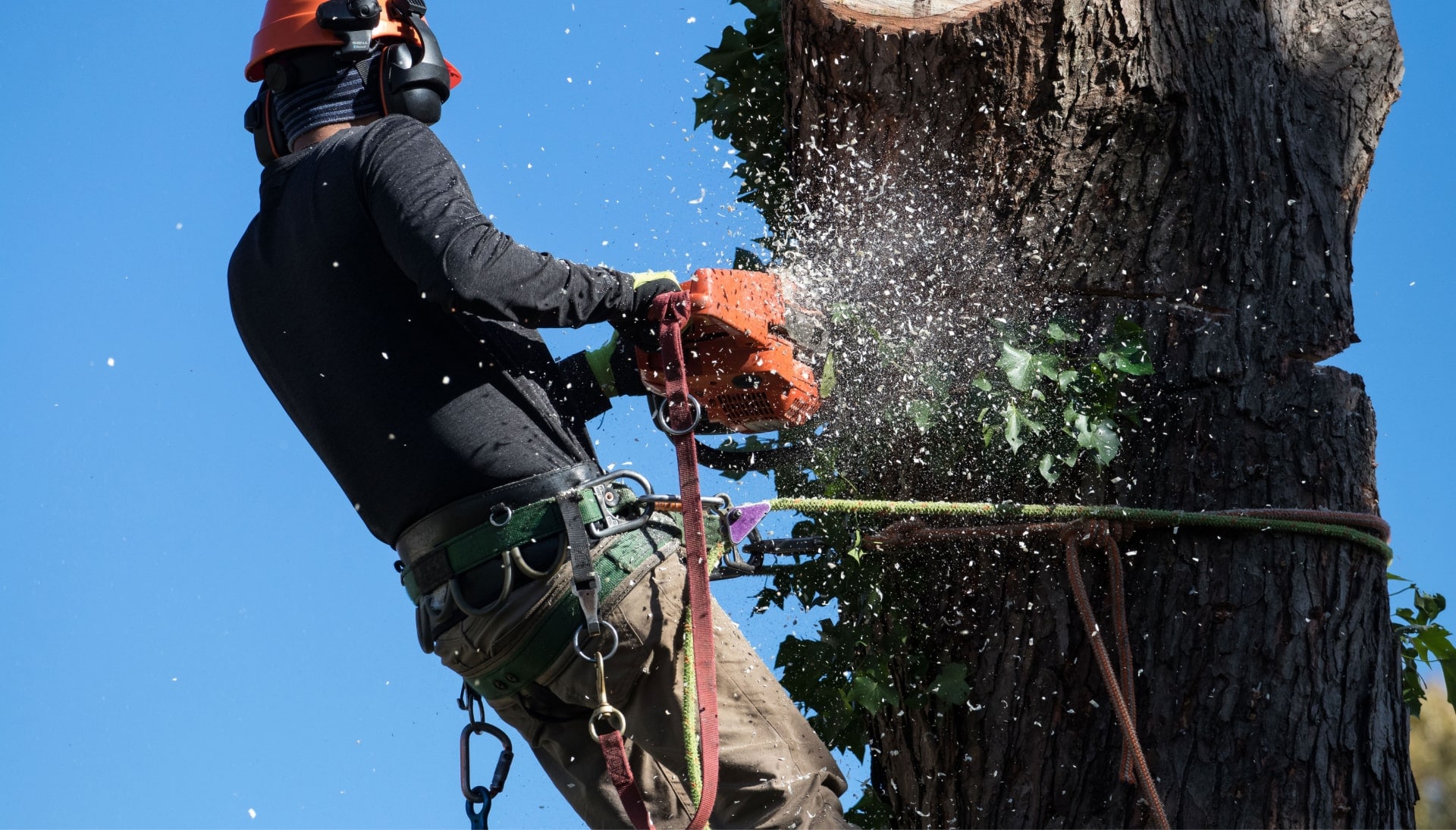 Professional Tree removal solutions in Oregon City