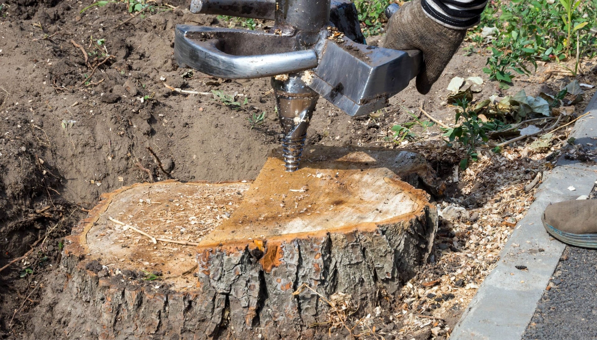 Oregon City Tree stump removal